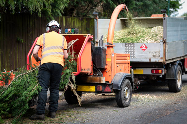 Emergency Storm Tree Removal